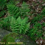 Dryopteris remota आदत