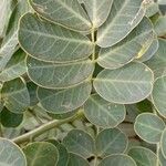 Senna bicapsularis Blatt