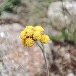 Artemisia glacialis Cvet