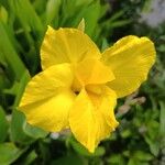 Canna × hybridaFlower