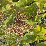 Pistacia terebinthus Leaf