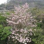Tabebuia rosea Blüte