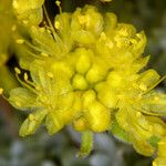 Eriogonum caespitosum Λουλούδι
