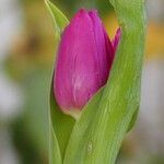 Tulipa gesnerianaFlower