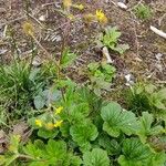 Geum macrophyllumKukka