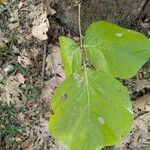 Butea monosperma Leaf