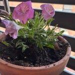 Petunia x atkinsiana പുഷ്പം