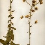 Crepis occidentalis 整株植物