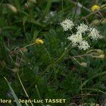 Dethawia splendens Blomst