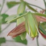 Albuca namaquensis Flower