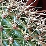 Bergerocactus emoryi برگ