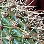 Bergerocactus emoryi Hoja