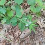 Scutellaria ovata Leaf