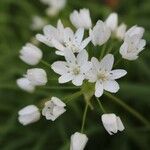 Allium neapolitanum Blomma