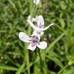 Dianthera americana Flower