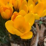 Crocus chrysanthus Flower