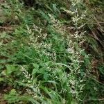 Calamagrostis varia Blad