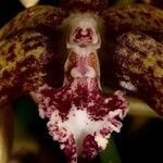 Dendrobium muricatum Fleur