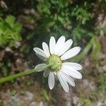 Leucanthemum pallens Fiore