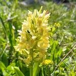 Dactylorhiza sambucina Flower