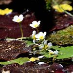 Ranunculus peltatus Квітка