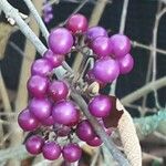 Callicarpa bodinieri Fruit