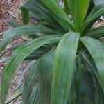 Dracaena angustifolia Blatt