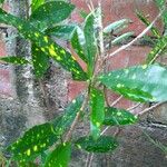 Codiaeum variegatumपत्ता