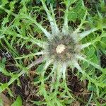 Carlina acaulisফুল