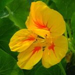 Tropaeolum majus Flor