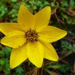 Bidens ferulifolia Blüte