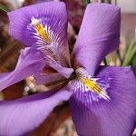 Iris unguicularis Цветок