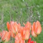 Tulipa fosteriana Цветок
