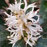 Pachysandra terminalis Flower