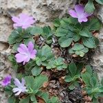 Primula allionii Habit