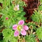 Saxifraga rosacea Кветка