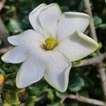 Gardenia volkensii Blomst