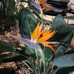 Strelitzia reginaeFlower