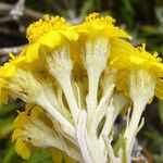 Eriophyllum stoechadifolium ফুল