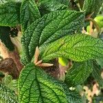 Viburnum rhytidophyllumFulla