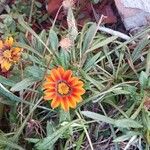 Gazania linearis অন্যান্য