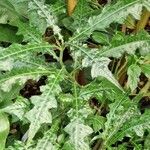 Acanthus montanus Leaf