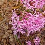 Nerine undulata Flower