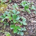 Fragaria chiloensis Leaf