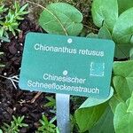 Chionanthus retusus Ostatní