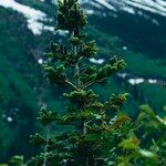 Abies lasiocarpa برگ