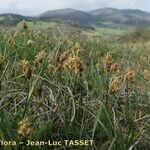 Carex stenophylla Агульны выгляд