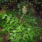 Acanthus hungaricus Habitatea