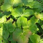 Podophyllum hexandrum Leht