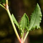 Rumex roseus Liść